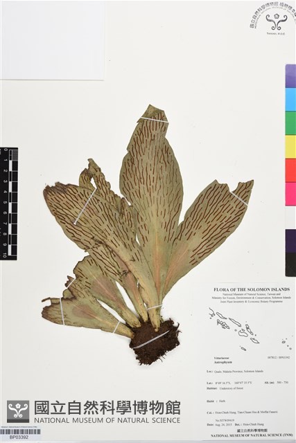 登錄號:BP03392藏品圖，第1張