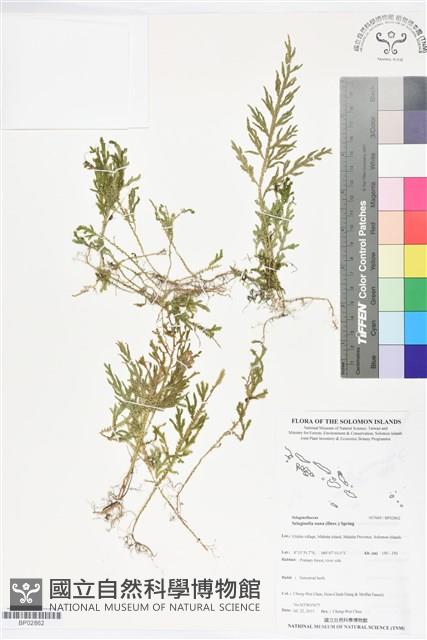 登錄號:BP02862藏品圖，第1張