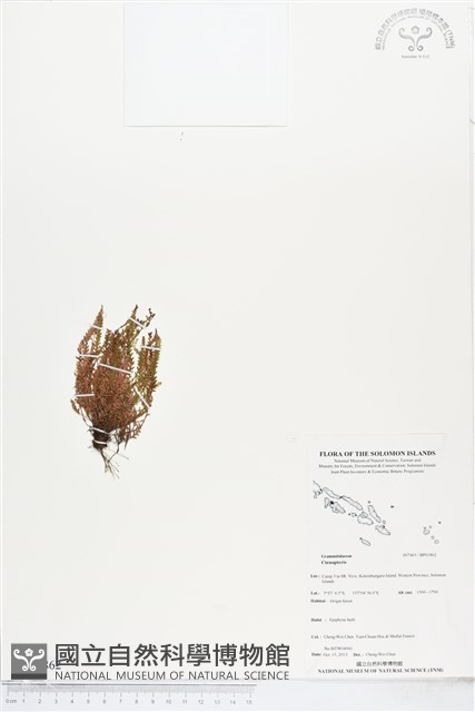 登錄號:BP01862藏品圖，第1張