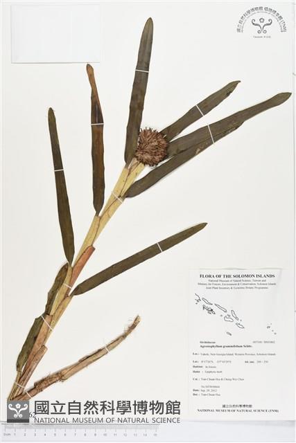 登錄號:BS01862藏品圖，第1張