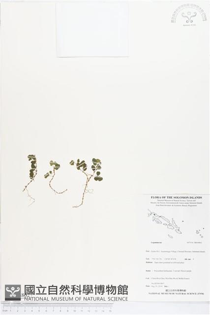 登錄號:BS04862藏品圖，第1張