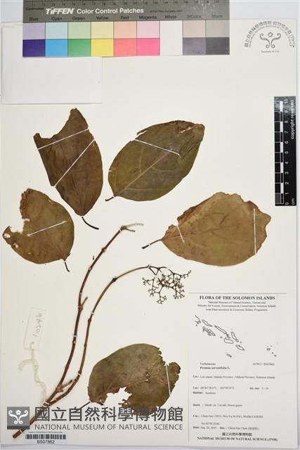 臭娘子藏品圖，第1張