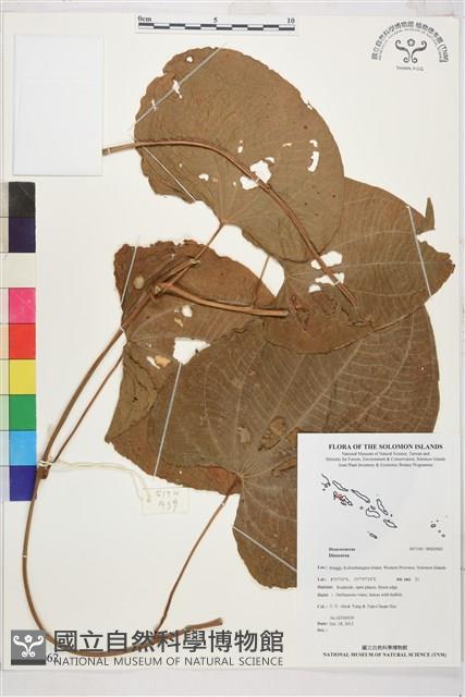 登錄號:BS02062藏品圖，第1張