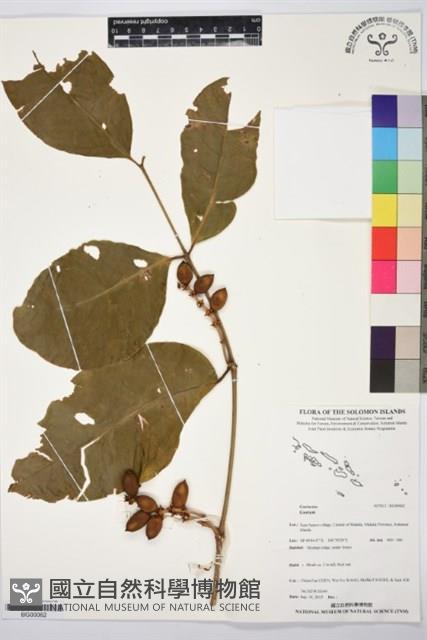 登錄號:BG00062藏品圖，第1張