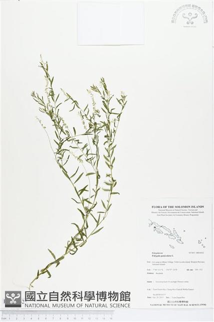 圓錐花遠志藏品圖，第1張