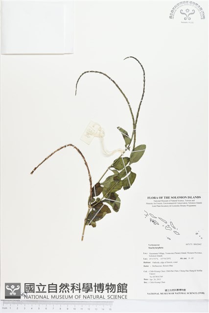 登錄號:BS02662藏品圖，第1張