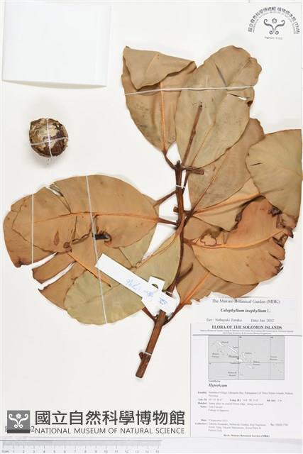 瓊崖海棠、胡桐藏品圖，第1張