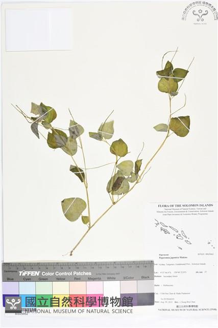 椒草藏品圖，第1張