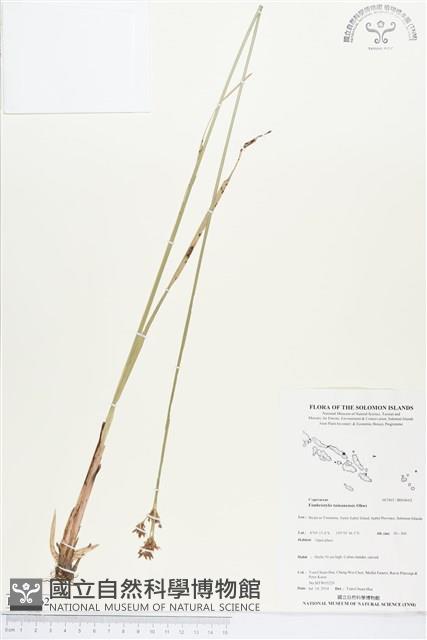 登錄號:BS04662藏品圖，第1張