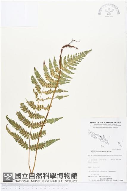 假蹄蓋蕨、東洋蹄蓋蕨藏品圖，第1張