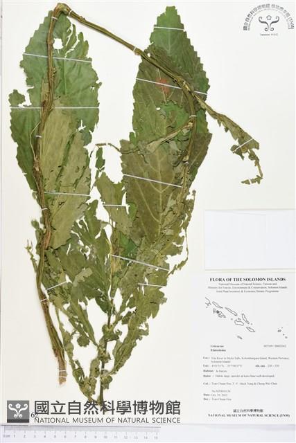 登錄號:BS02162藏品圖，第1張