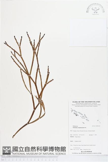 垂枝松葉蕨藏品圖，第1張