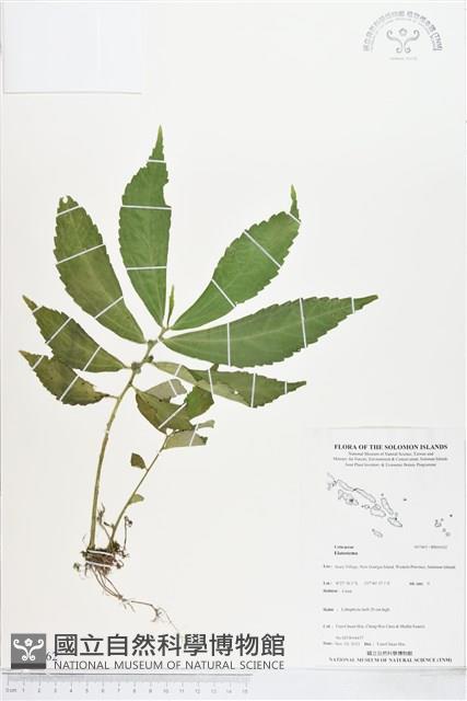 登錄號:BS04162藏品圖，第1張