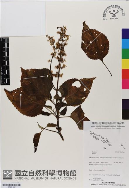 登錄號:BS07162藏品圖，第1張