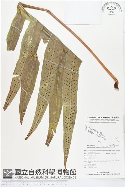 薄葉擬茀蕨藏品圖，第1張