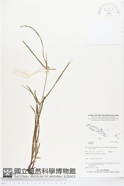 登錄號:BS05462藏品圖，第1張