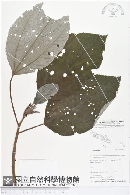 登錄號:BS03462藏品圖，第1張