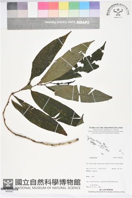 登錄號:BS06262藏品圖，第1張