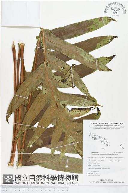 登錄號:BP00262藏品圖，第1張