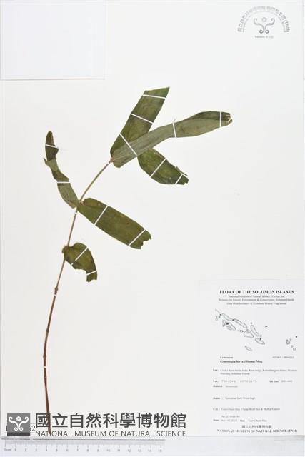 糯米團藏品圖，第1張