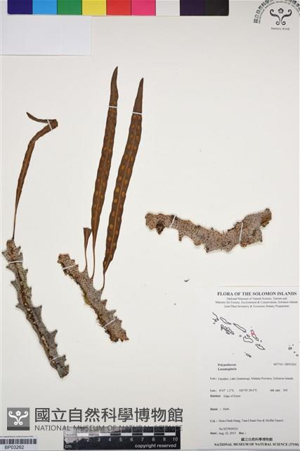 登錄號:BP03262藏品圖，第1張