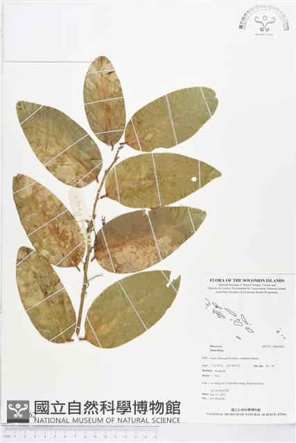 登錄號:BS03262藏品圖，第1張