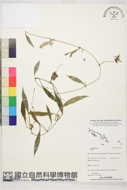 登錄號:BS07262藏品圖，第1張