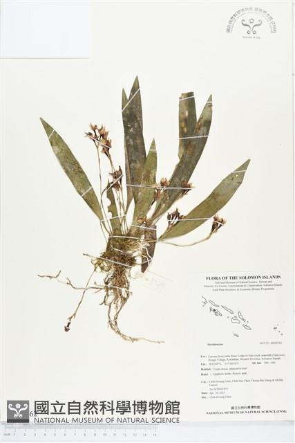 登錄號:BS02762藏品圖，第1張