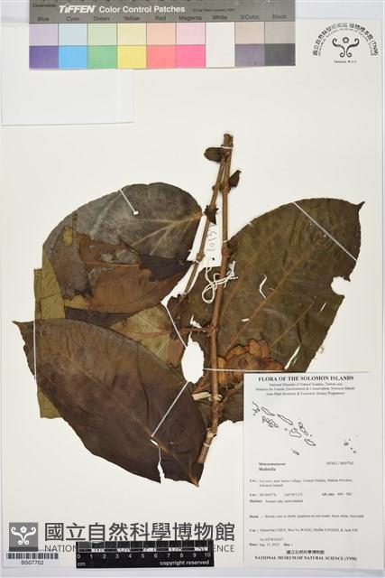 登錄號:BS07762藏品圖，第1張