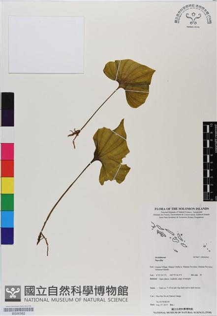 登錄號:BS06562藏品圖，第1張