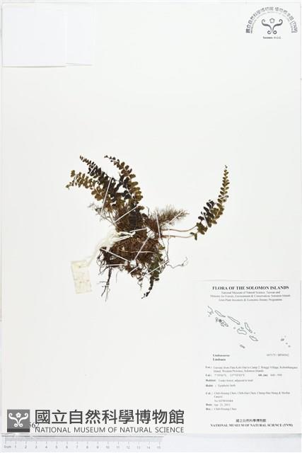 Accession Number:BP00562 Collection Image