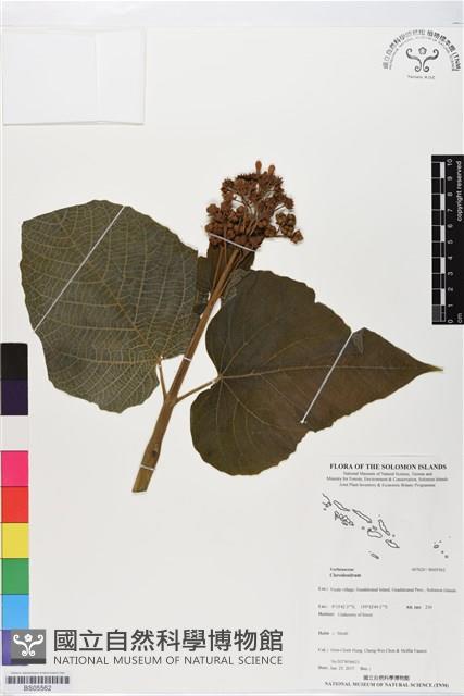 登錄號:BS05562藏品圖，第1張