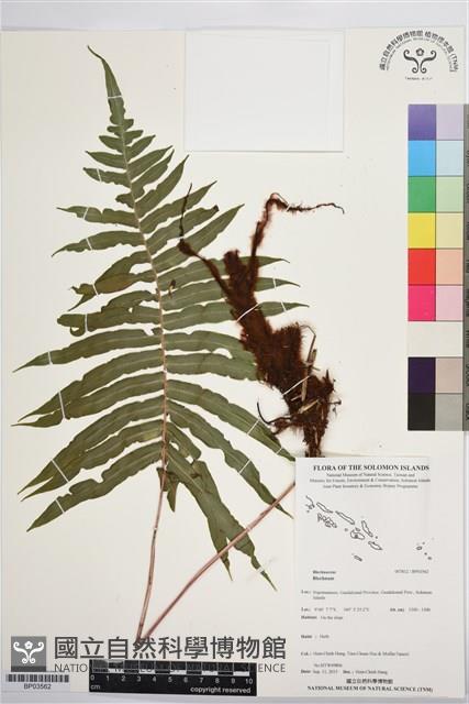 登錄號:BP03562藏品圖，第1張