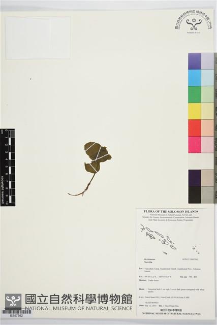 登錄號:BS07562藏品圖，第1張