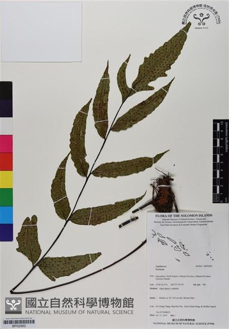 登錄號:BP02962藏品圖，第1張