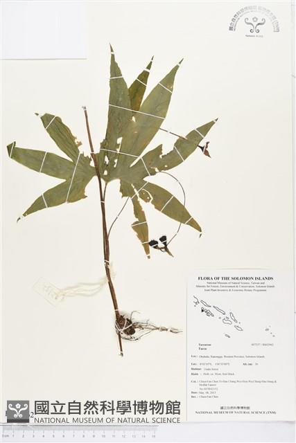 登錄號:BS02962藏品圖，第1張