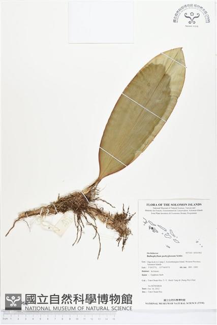 登錄號:BS01962藏品圖，第1張