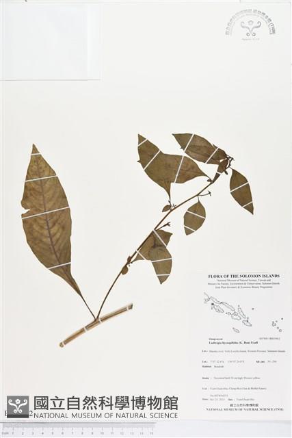 細葉水丁香藏品圖，第1張