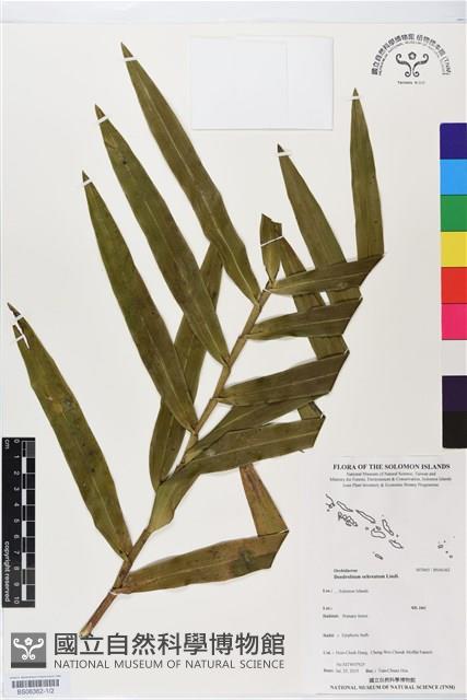 館號:BS06362藏品圖，第1張