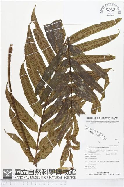 登錄號:BP00362藏品圖，第1張