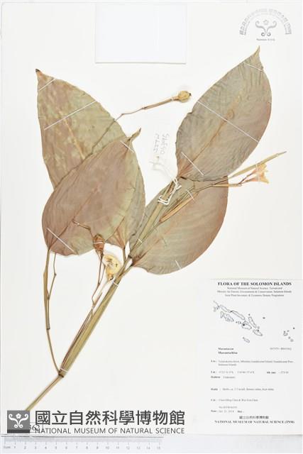 登錄號:BS05362藏品圖，第1張