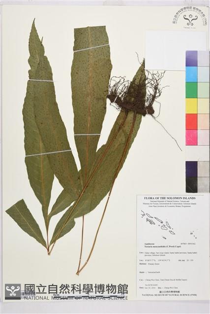 登錄號:BP03362藏品圖，第1張