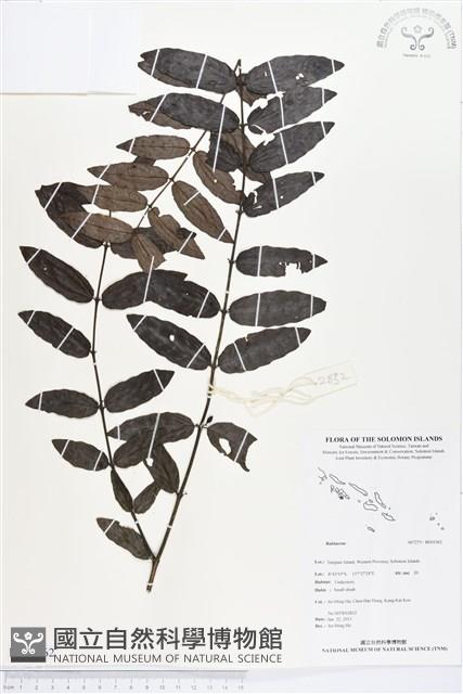 登錄號:BS03362藏品圖，第1張