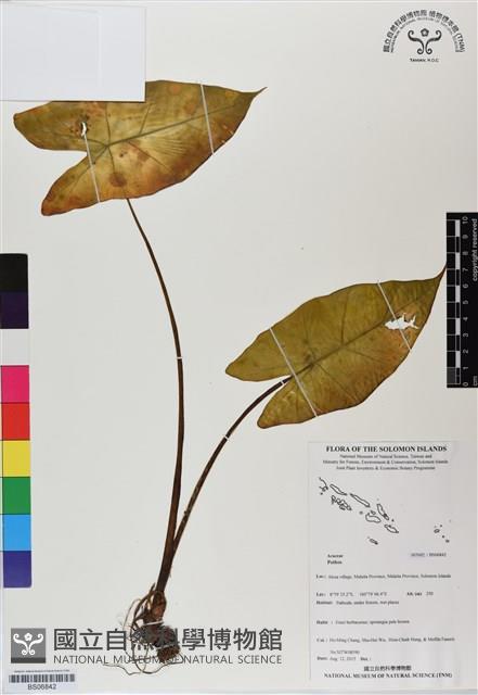 登錄號:BS06842藏品圖，第1張