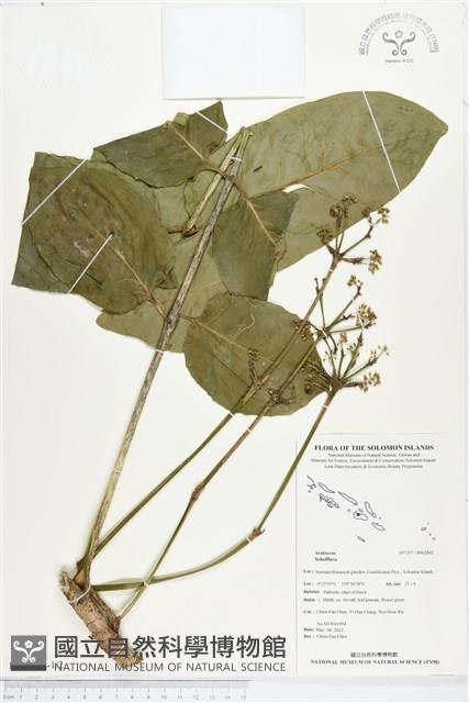 登錄號:BS02842藏品圖，第1張