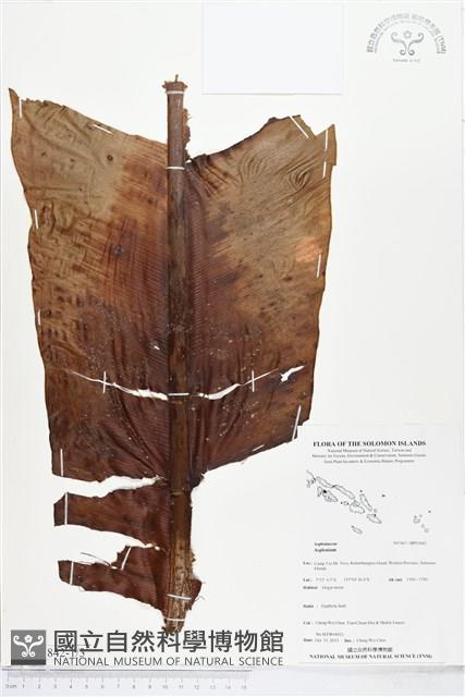 登錄號:BP01842藏品圖，第1張