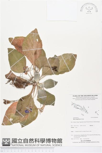 登錄號:BS03842藏品圖，第1張