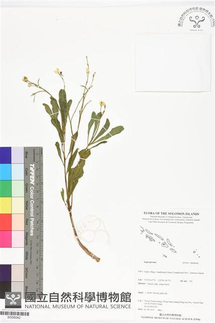 登錄號:BS06042藏品圖，第1張