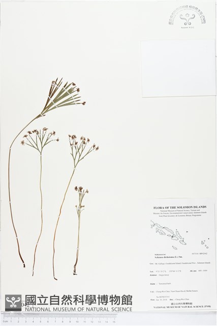 分枝莎草蕨藏品圖，第1張