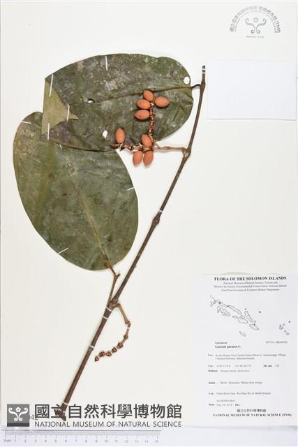 買麻樹藏品圖，第1張